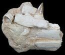 Mosasaur (Eremiasaurus) Jaw Section In Matrix #35093-3
